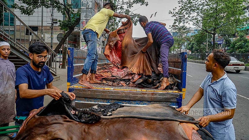 ঢাকার সাইন্সল্যাব মোড়ে চামড়া কিনে ট্রাকে তুলছেন মওসুমি ব্যবসায়ীরা, যা তারা বিক্রি করবেন ট্যানারির কাছে। ছবি: মাহমুদ জামান অভি