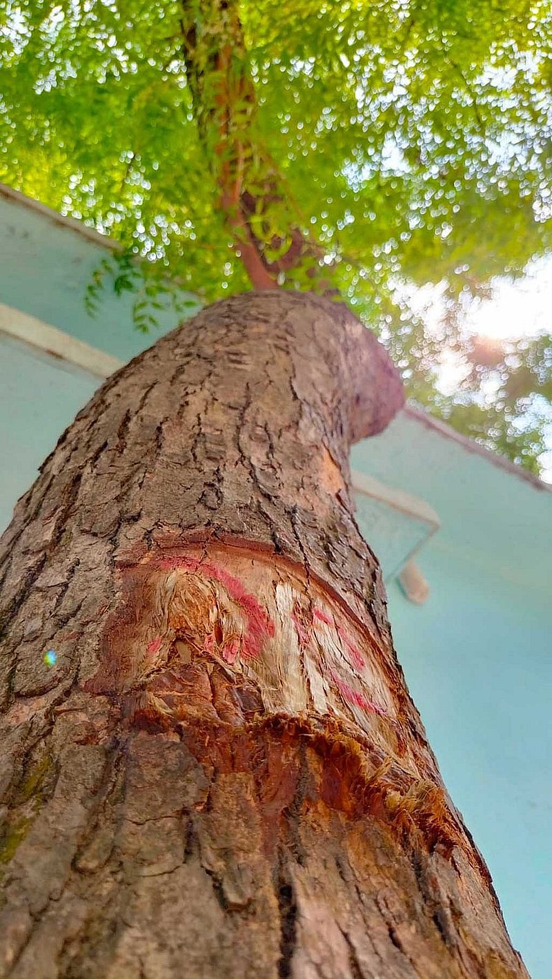 কাটার জন্য গাছের বাকল কেটে নম্বর দেয়া হয়েছে