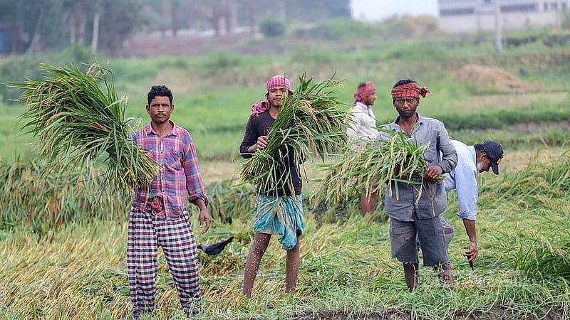 ঢাকার কেরাণীগঞ্জে এবার ধানের ফলন বেশ ভালো। কারণ হিসেবে অনুকূল আবহাওয়ার কথা বলছেন কৃষকরা। ছবি: আব্দুল্লাহ আল মমীন