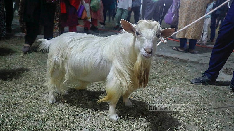 রাজধানীর আগারগাঁওয়ে পুরনো বাণিজ্যমেলা মাঠে শুরু হয়েছে পশুপাখির প্রদর্শনী। বুধবার থেকে শুরু এ প্রদর্শনী শেষ হবে শুক্রবার। ছবি: আব্দুল্লাহ আল মমীন