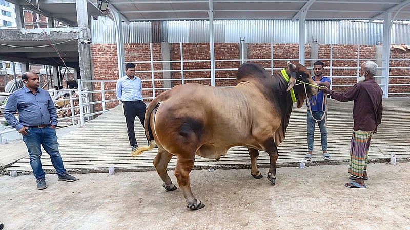 রাজধানীর রামপুরায় সামারাই ক্যাটেল ফার্মে কোরবানির গরু দেখতে আসছেন অনেকেই। পছন্দ হলে বুকিং করে যাচ্ছেন কেউ কেউ।  ছবি: আব্দুল্লাহ আল মমীন