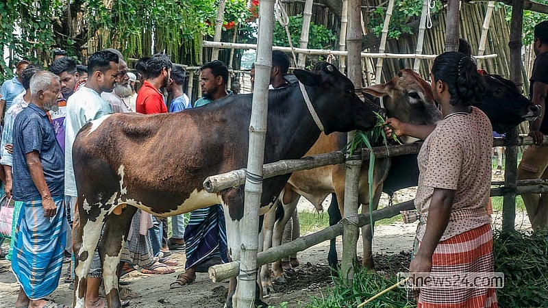 নারায়ণগঞ্জের সোনারগাঁও উপজেলার কাইকারটেক হাটে আশপাশের জেলা থেকেও গরু নিয়ে আসেন বিক্রেতারা। ছবি: আব্দুল্লাহ আল মমীন