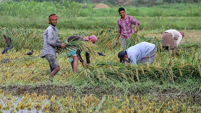 আবহাওয়া প্রতিকূলে যাওয়ার আশঙ্কায় তড়িঘড়ি করে ধান কাটছেন ঢাকার দক্ষিণ কেরাণীগঞ্জের অনেক কৃষক। ছবি: আব্দুল্লাহ আল মমীন