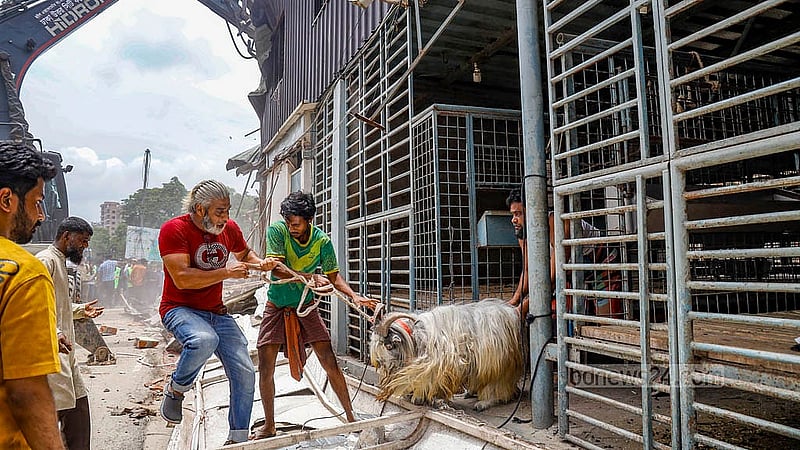 ২৭ জুন ২০২৪: ছাগলকাণ্ডে আলোচিত পশু খামার সাদিক অ্যাগ্রো উচ্ছেদ করে ঢাকা উত্তর সিটি করপোরেশন-ডিএনসিসি। ঢাকার মোহাম্মদপুরের রামচন্দ্রপুর খালের উপর অবৈধভাবে গড়ে তোলা হয়েছিল পশু খামারটি। ছবি: মাহমুদ জামান অভি