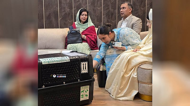 দেশের মাটিতে ফিরে প্রিয় বিড়াল জেবুর সঙ্গে জাইমা রহমানের খুনসুটি। বিএনপির ফেসবুক পেজ থেকে নেওয়া ছবি।