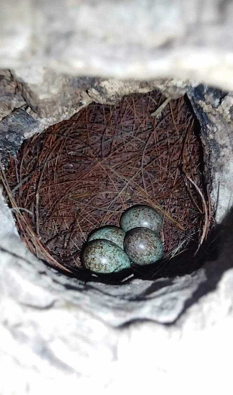 সোনাদীঘি চত্বরের গাছের খোড়লে পাখির বাসায় ডিমগুলো দুনিয়া দেখার অপেক্ষায় আছে