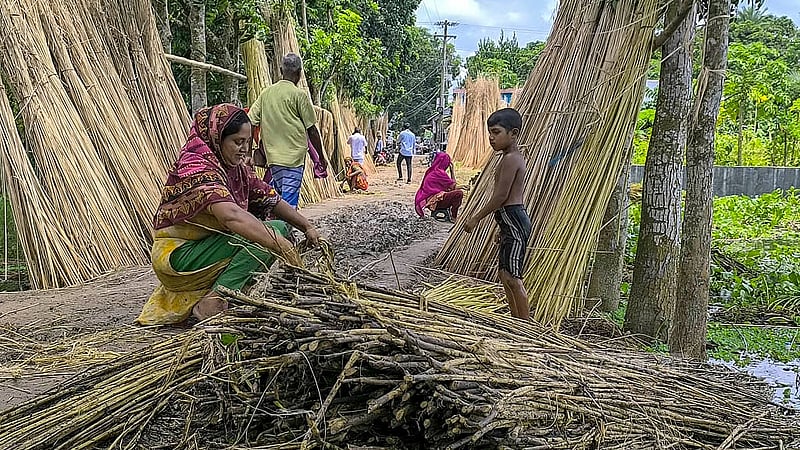 মাদারীপুর সদর উপজেলার খোয়াজপুর ইউনিয়নের পখিরা গ্রামে পাট ধোওয়া ও বাছাইয়ের কাজে পরুষদের পাশাপাশি নারীরাও কাজ করছে সমান তালে। ছবি: রিপন চন্দ্র মল্লিক