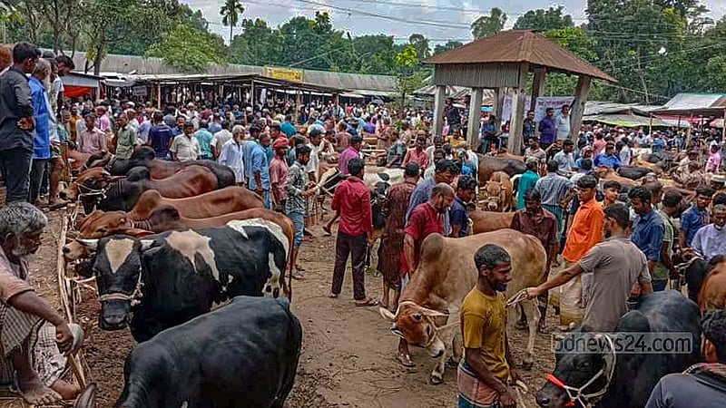 পঞ্চগড়ে শেষ মুহূর্তে বিক্রি বেড়েছে কোরবানির পশুর হাটে। এ জেলার হাটগুলোতেও ছোট ও মাঝারি গরুর চাহিদা বেশি। অন্যবারের চেয়ে খানিকটা কম দামে গরু কিনতে পেরে খুশি ক্রেতা।