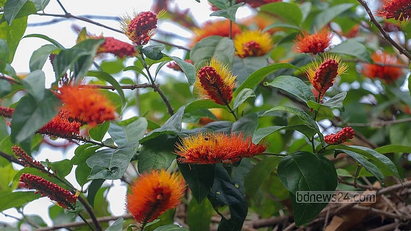 ‘মাঙ্কি ব্রাশ’ ফুল ফুটেছে কার্জন হলের উদ্ভিদবিঞ্জান বিভাগের বোটানিক্যাল গার্ডেনে। ছবি: আব্দুল্লাহ আল মমীন