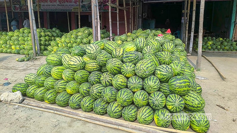মাদারীপুরের মস্তফাপুর ফলের আড়তে স্থানীয় কৃষকদের তরমুজের ব্যাপক আমদানি হয়েছে। দামও রয়েছে নাগালের মধ্যে