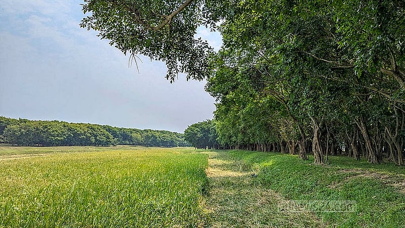 সুনামগঞ্জের জামালগঞ্জ উপজেলার বিভিন্ন গ্রামের খাল ও নদীর তীরে করচ গাছের ৩০টি বাগান করেছিল সিএনআরএস। প্রতিটি বাগানে লাগানো হয়েছিল ৮-১০ হাজার করচ গাছ।ছবি: শামস শামীম