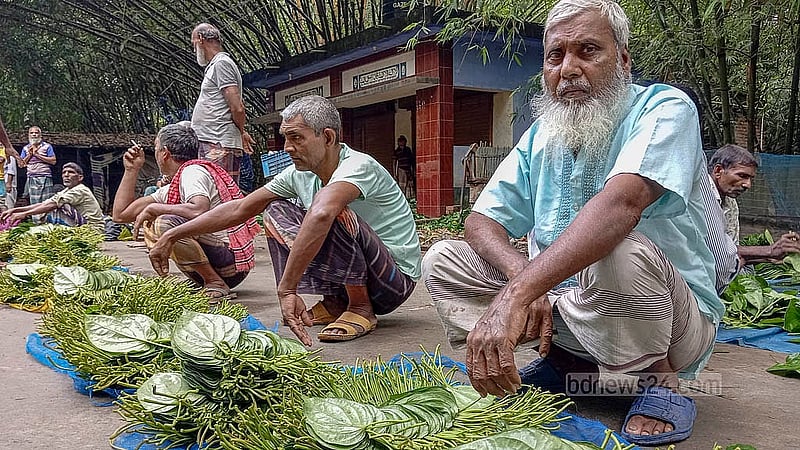 চাঁপাইনবাবগঞ্জের যাদুপুর হাটে এক পণ পান বিক্রি হচ্ছে পাঁচ টাকায়। দাম কমে যাওয়ায় হতাশ স্থানীয় পান চাষিরা। ছবি: আবুল হায়াত শাহীন