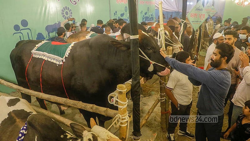 আগারগাঁওয়ে পুরনো বাণিজ্য মেলার মাঠে প্রাণিসম্পদ অধিদপ্তরের প্রদর্শনীতে ফিজিয়ান জাতের ১১শ কেজি ওজনের গরু বিক্রি হয়েছে ১০ লাখ টাকায়। ছবি: আব্দুল্লাহ আল মমীন
