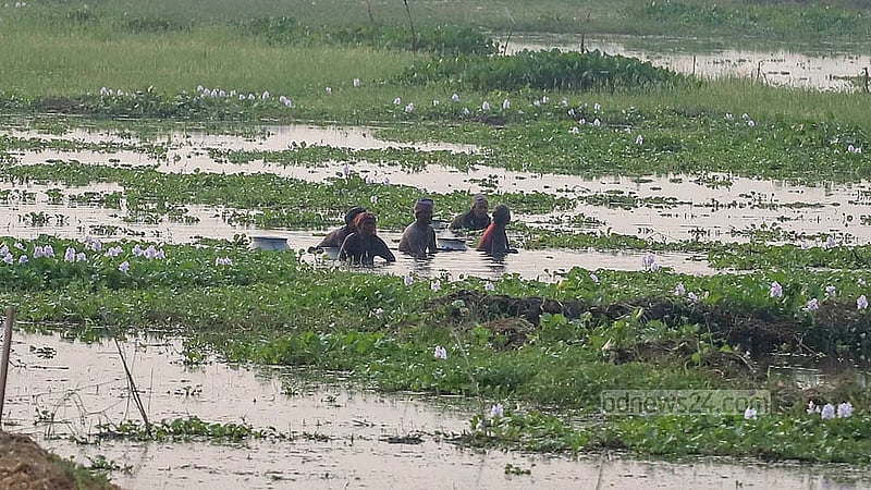 বর্ষার পানি নেমে যাওয়ায় মুন্সীগঞ্জের আড়িয়ল বিলের হাঁটুপানি থেকে শালুক তুলতে ব্যস্ত নিম্নআয়ের মানুষরা। ছবি: আব্দুল্লাহ আল মমীন