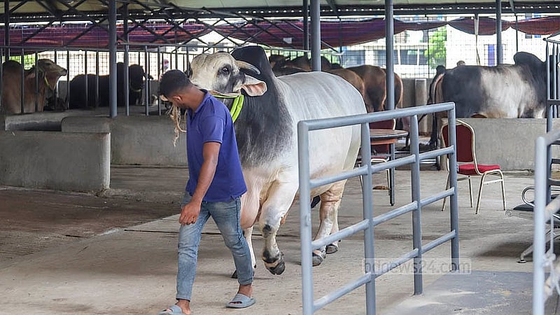 রাজধানীর রামপুরার এই খামারে আছে বিভিন্ন জাতের গরু। আকার অনুযায়ী ৭৫ হাজার থেকে ১৫ লাখ টাকায় মিলবে গরু। ছবি: আব্দুল্লাহ আল মমীন