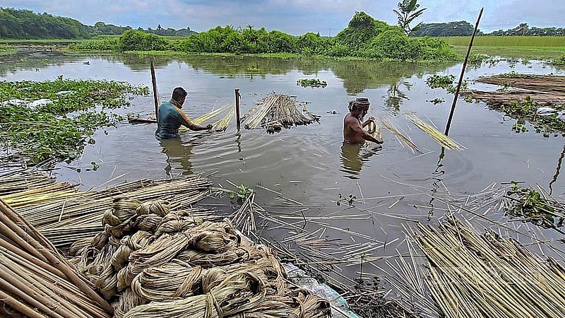 বর্ষা এলেই পাট জাগ দেওয়া আর আঁশ ছাড়ানোর কাজ শুরু হয়ে যায় ফরিদপুর অঞ্চলে। ছবি:শেখ মফিজুর রহমান শিপন