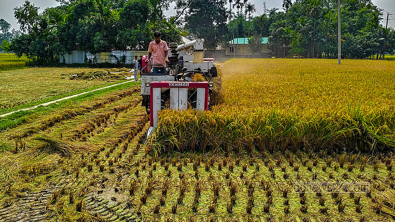 গাইবান্ধার সাদুল্লাপুর উপজেলার হাবিবুল্লাপুর গ্রামে ধান কাটায় ব্যবহৃত হচ্ছে কম্বাইন হার্ভেস্টারও। ছবি: তাজুল ইসলাম রেজা