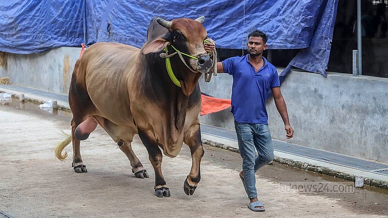 কোরবানির ঈদ উপলক্ষে প্রস্তুত খামারিরা। ঢাকার রামপুরায় ‘সামারাই ক্যাটেল ফার্মের’ গরুগুলোকে নিয়ম করে হাঁটানো হয়। ছবি: আব্দুল্লাহ আল মমীন
