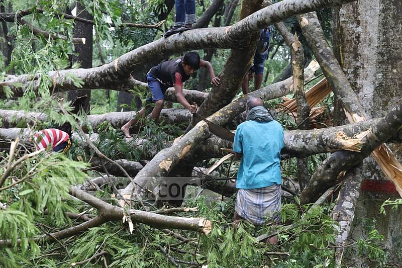 ঘূর্ণিঝড়-সাইক্লোনে প্রচুর গাছের ক্ষতি হয় সুন্দরবনে। ফাইল ছবি
