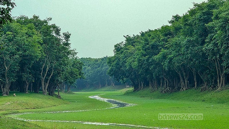 সুনামগঞ্জের জামালগঞ্জে নদীর পাশে লাগানো করচ গাছের সৌন্দর্য যে কারও চোখ জুড়ায়।ছবি: শামস শামীম