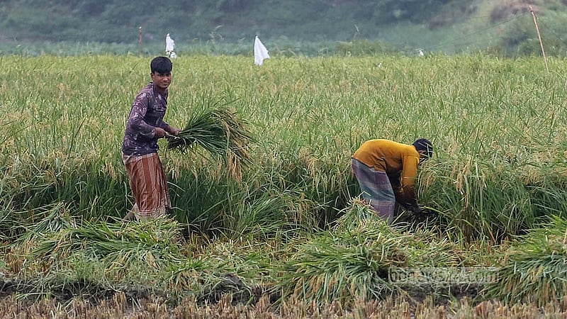 ঢাকার কেরাণীগঞ্জে এরই মধ্যে ধান কাটা শুরু করে দিয়েছেন কৃষকরা। ছবি: আব্দুল্লাহ আল মমীন