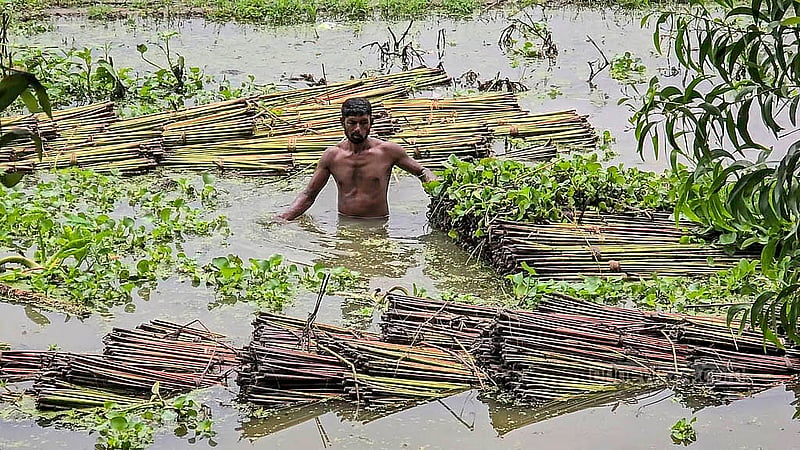 ফরিদপুরের সালথা উপজেলার মেম্বার গোট্টি এলাকায় পানির মধ্যে পাট জাগ দেওয়ার কাজ করছেন এক কৃষক। ছবি:শেখ মফিজুর রহমান শিপন