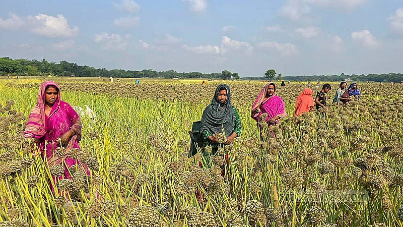 ফরিদপুরে এবার পেঁয়াজের বীজের ফলন ভালো। স্থানীয়দের কাছে ‘কালো সোনা’ নামে পরিচিত এই বীজের আবাদ শুরু হয় নভেম্বর-ডিসেম্বরে, ফসল ঘরে ওঠে এপ্রিল-মে মাসে।ছবি: শেখ মফিজুর রহমান শিপন