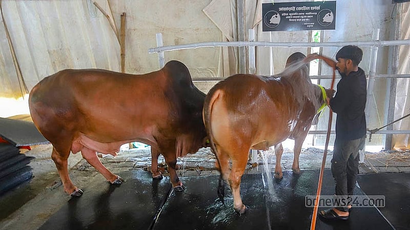 গরমে স্বস্তি দিতে গরুকে গোসল করাচ্ছেন খামারের এক কর্মী।  ছবি: আব্দুল্লাহ আল মমীন