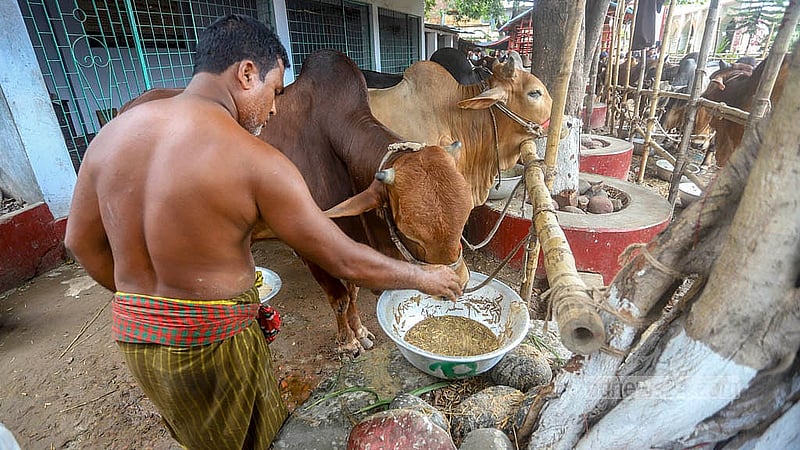 আনুষ্ঠানিকভাবে হাট বসতে সপ্তাহখানেক বাকি থাকলেও অনেক ব্যাপারি হাটে গরু আনতে শুরু করেছেন।সোমবার রাজধানীর পোস্তগোলা শ্মশানঘাট হাট থেকে তোলা।  ছবি: আব্দুল্লাহ আল মমীন