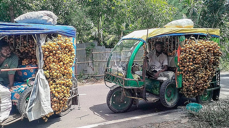 টেকনাফের সুপারির বাগান থেকে চাষিরা সুপারি সংগ্রহ করে ব্যাটারির রিকশায় করে নিয়ে যান বাজারে