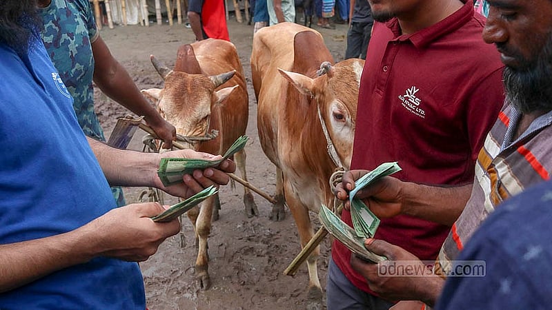 রাজধানীর গাবতলী হাটে বিক্রি হয়েছে গরু, টাকা গুনে নিচ্ছেন ব্যাপারী।  ক্রেতারা।   ছবি: শামীম-উস-সালেহীন