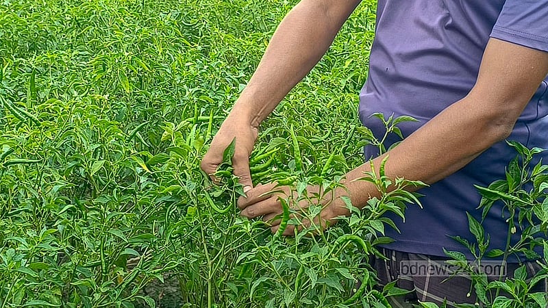 মানিকগঞ্জের হরিরামপুরের ঝিটকার আড়তে এক কেজি কাঁচা মরিচ পাইকারিতে বিক্রি হচ্ছে ২০-২২ টাকায়। যেখানে ক্ষেত থেকে ১ কেজি মরিচ তোলার পারিশ্রমিকই ১০ টাকা। ছবি: মাহিদুল ইসলাম মাহি
