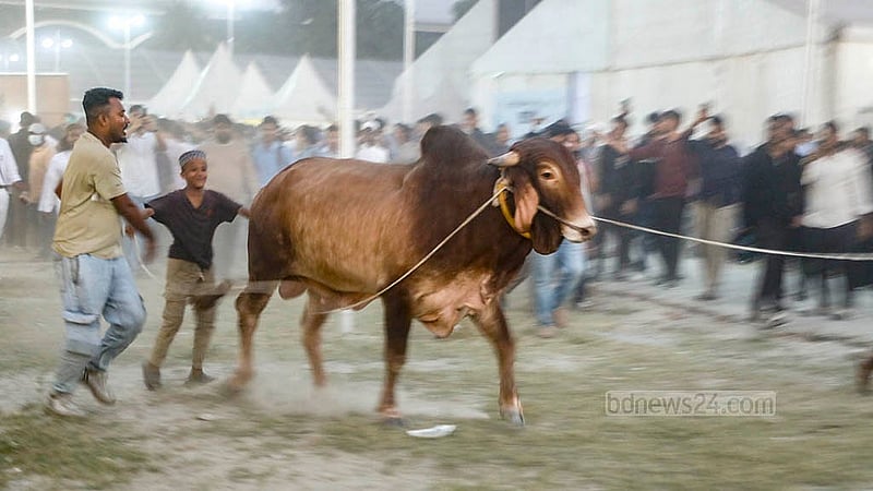 আগারগাঁওয়ে পুরনো বাণিজ্য মেলার মাঠে প্রাণিসম্পদ অধিদপ্তরের প্রদর্শনীতে মেলায় ষাঁড় প্রদর্শন করছে এক খামারি। ছবি: আব্দুল্লাহ আল মমীন