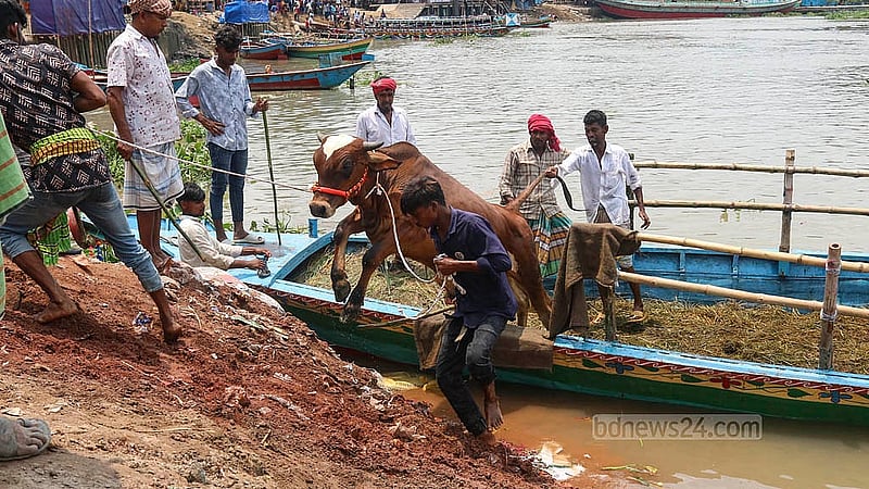 রাজধানীর গাবতলী হাটে শুক্রবার ট্রলার থেকে গরু নামাচ্ছেন ব্যাপারীরা।  ছবি: শামীম-উস-সালেহীন