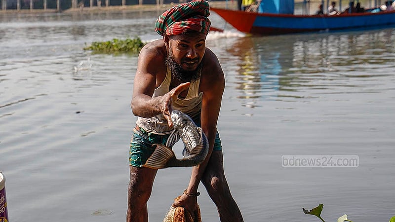 জেলেদের জালে ঝাঁকে ঝাঁকে ওঠা সাকার ফিশ খাওয়া বা বিক্রি হয় না বলে নদীর তীরেই ফেলা রাখেন জেলেরা। জেলেদের ভাষ্য, দুই-এক দিন পানি ছাড়াই বেঁচে থাকতে পারে এই মাছ। ছবি: মাহমুদ জামান অভি