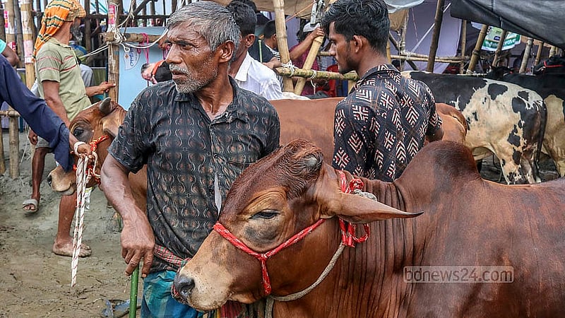 ক্রেতার দৃষ্টি আকর্ষণে রাজধানীর গাবতলী হাটের প্রবেশ পথেই গরু নিয়ে দাঁড়িয়ে আছেন অনেক ব্যাপারী।   ক্রেতারা।   ছবি: শামীম-উস-সালেহীন