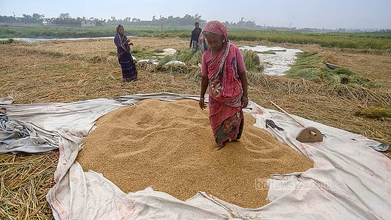 সেদ্ধ ধান শুকানোর কাজ করছেন এক নারী। ঢাকার দক্ষিণ কেরাণীগঞ্জ থেকে তোলা। ছবি: আব্দুল্লাহ আল মমীন
