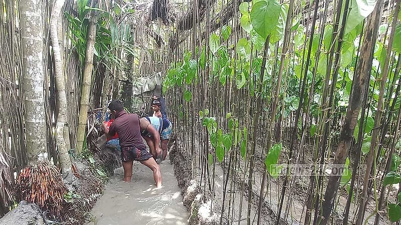 চাঁদপুরে বন্যায় ক্ষতিগ্রস্ত পানের বরজ। 