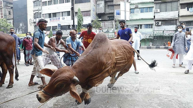 কাঁচা চামড়া ব্যবসায়ীদের সমিতির ধারণা, এবার সারাদেশে কোরবানি হয়েছে এক কোটি ৫ লাখ পশু।