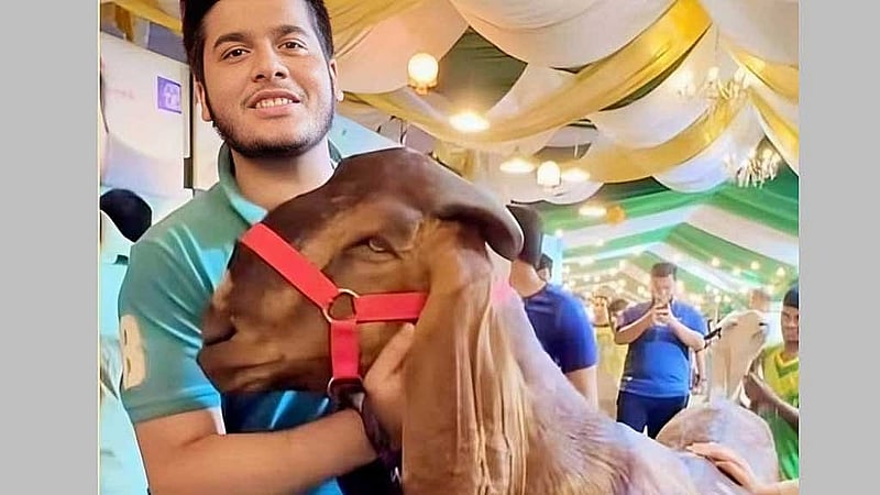 ১৫ লাখ টাকার ছাগল এবং ইফাত, যে ছবি ভাইরাল হয়েছিল ফেইসবুকে।