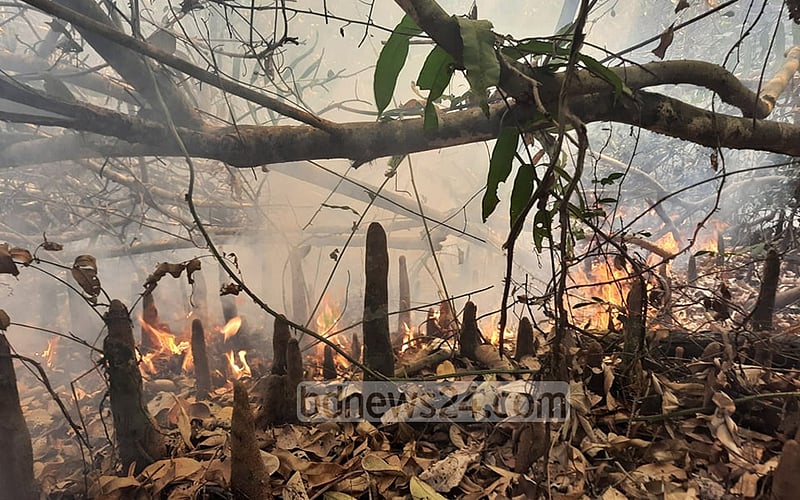সম্প্রতি পূর্ব সুন্দরবনের চাঁদপাই রেঞ্জের আমুরবুনিয়া এলাকায় বনে আগুনে ক্ষতিগ্রস্ত হয় গাছপালার। ফাইল ছবি
