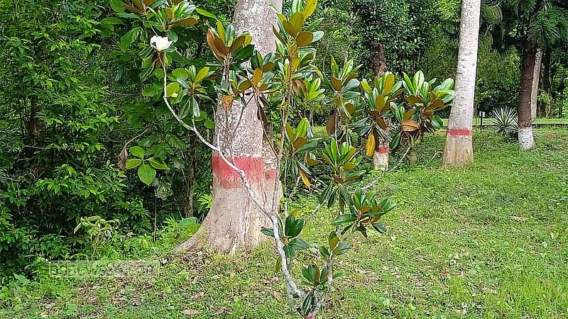 উদয়পদ্ম গাছ