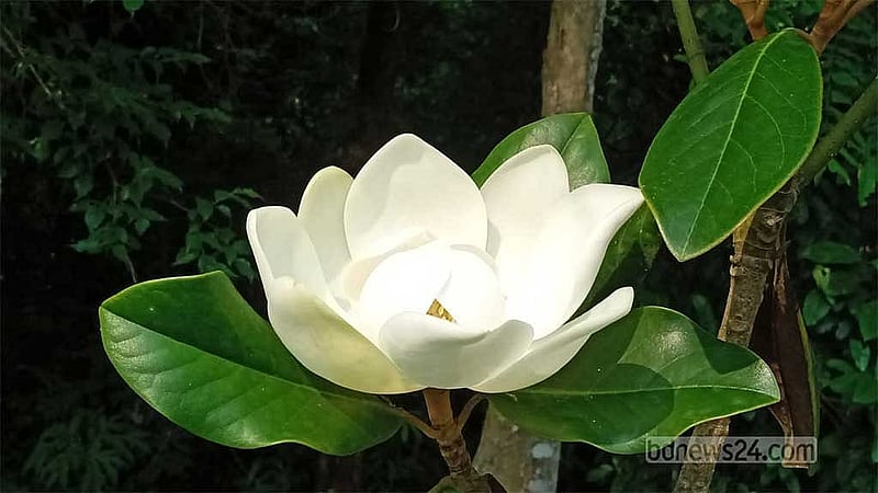 উদয়পদ্ম ফুল