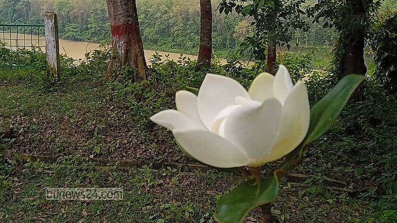 কর্ণফুলী নদীর তীরে উদয়পদ্ম ফুল