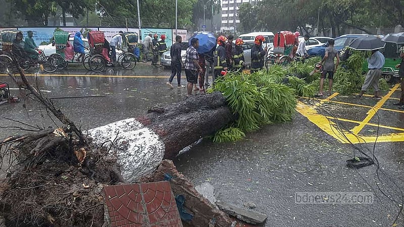 ঢাকা বিশ্ববিদ্যালয়ের ভেতরে সড়কে পড়ে আছে গাছ।