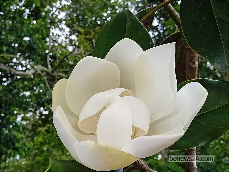 উদয়পদ্ম বা হিমচাঁপা ফুল