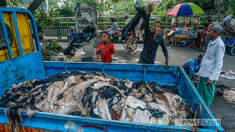 পিকআপ ভর্তি ছাগলের চামড়া। প্রতিটি চামড়ার মূল্য ধরা হয়েছে ১০ টাকা করে