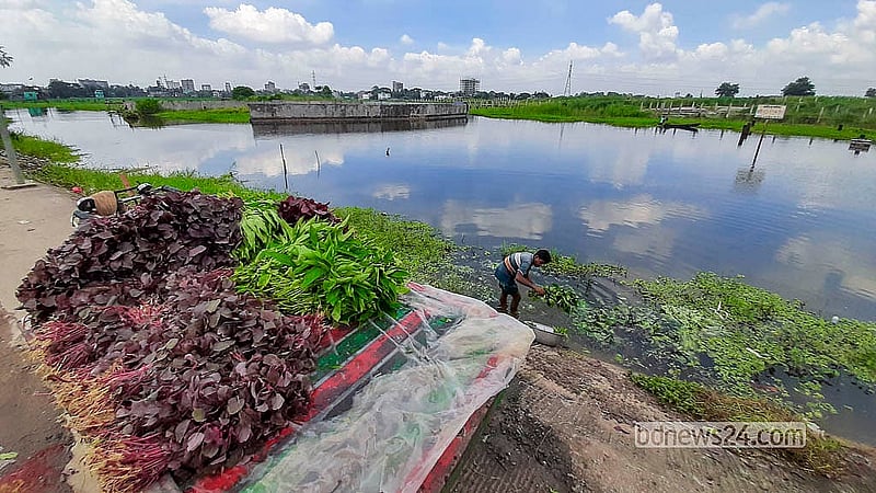 ঢাকার ডেমরার ধার্মিকপাড়ায় সড়কের পাশে নিচু জমিতে জমে থাকা নোংরা পানিতে শাক ধুচ্ছেন ভ্রাম্যমাণ বিক্রেতারা