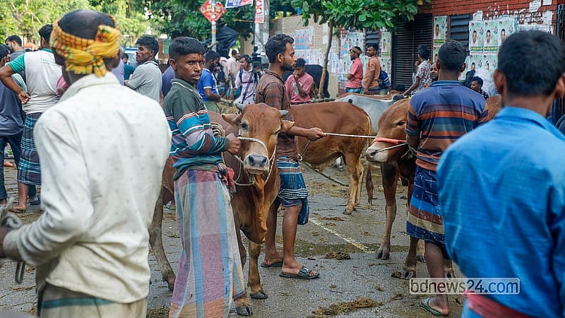 রাজধানীর তেজগাঁও অস্থায়ী কোরবানির পশুর হাটে ক্রেতার তুলনায় পশু ছিল বেশি, তাই দাম ছিল অনেকটা কম
