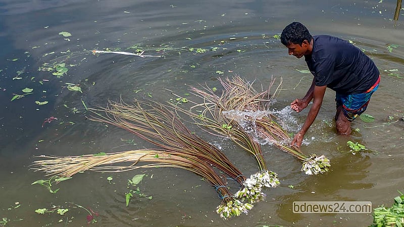 যাত্রাবাড়ীর আড়ত থেকে শাক কিনে ডেমরার ধার্মিকপাড়ায় সড়কের পাশে নিচু জমিতে জমে থাকা পানিতে ধুচ্ছেন ভ্রাম্যমাণ এক বিক্রেতা